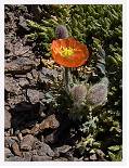 Papaver lapeyrousianum * Nevada Poppy - Mulcahen, Sierra Nevada - June 2002 * 573 x 754 * (566KB)